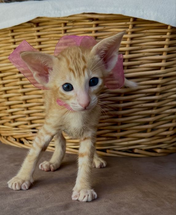 Ориентальные котята