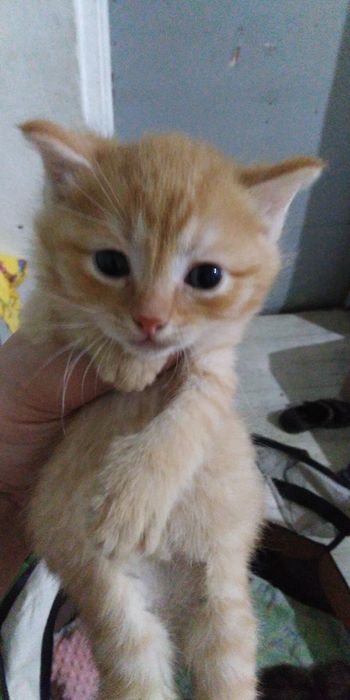 Отдам котиков в добрые руки