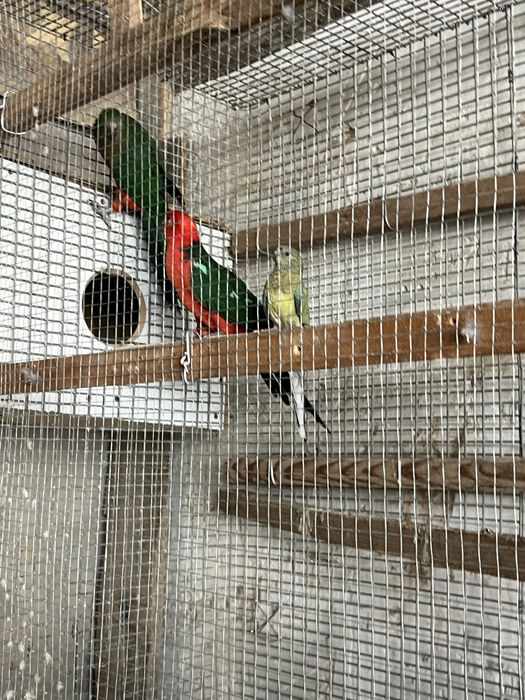 Попугай сотилади