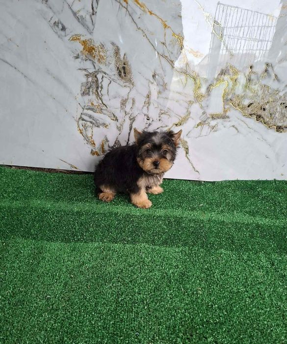 Йоркширски териер бебета