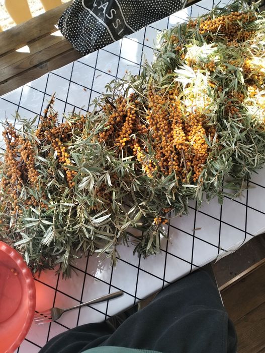 Облепиха Щучинск