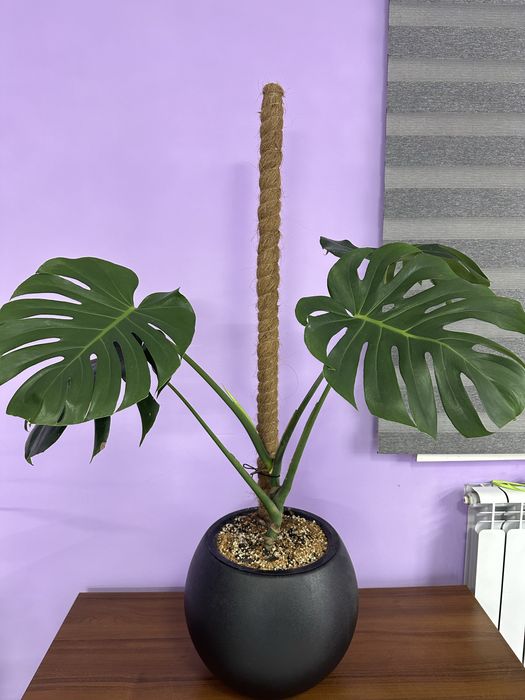 Монстера ухоженная