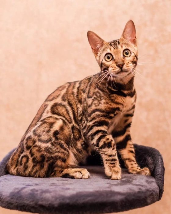 Потерялся кот. Вознаграждение!!!