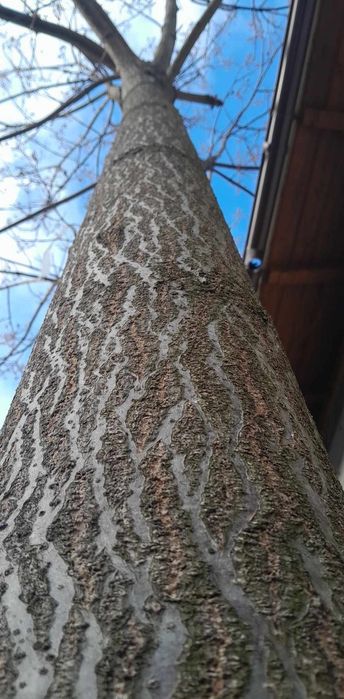 Paulownia tomentosa- butasi lemnificati, rezistenta la ger