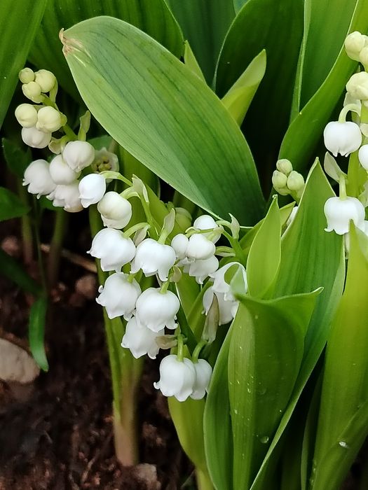 Серебристый ландыш-ароматные букетики сортового ландыша