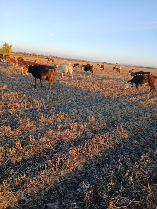 Сиырлар сатылады