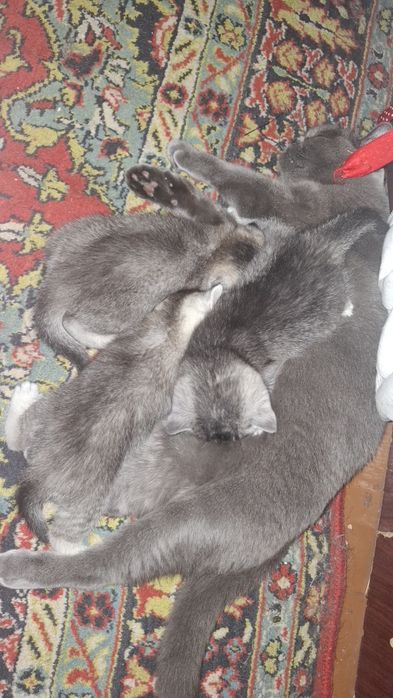 3 котёнка шиншилла.