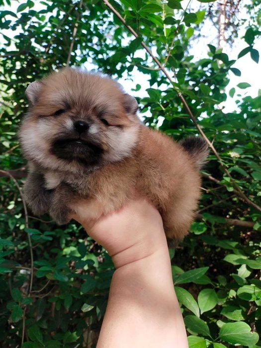 Померанский  Шпиц