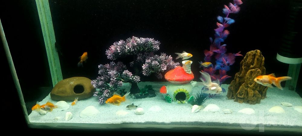 Akvarium 150litr faqat bailqlarisiz