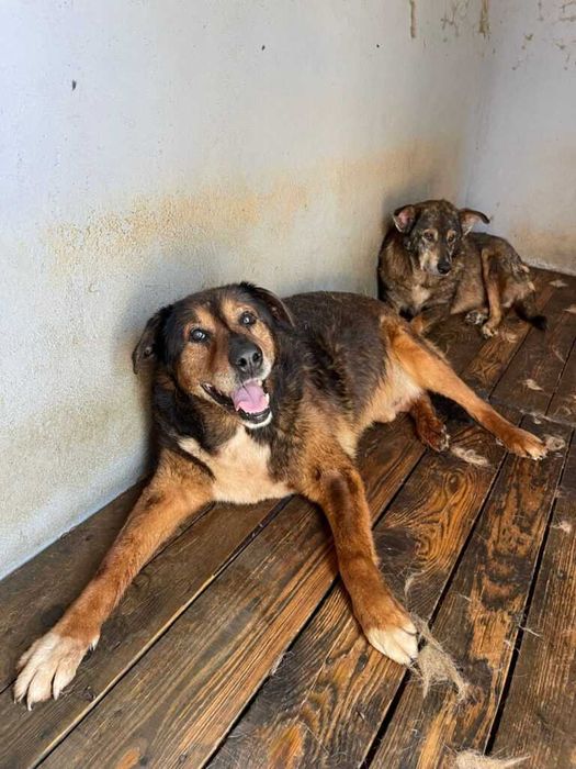 Adopta un caine - un sufletel are nevoie de stapan!