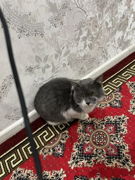 Mushuk sotiladi zotdor mushuk oladiganla aloqaga chiqsin faqat srochna