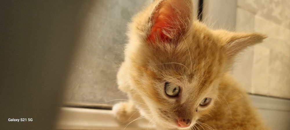 Продаю котёнка (3 месяцев)