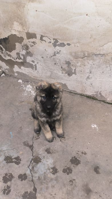 Животные собаки и