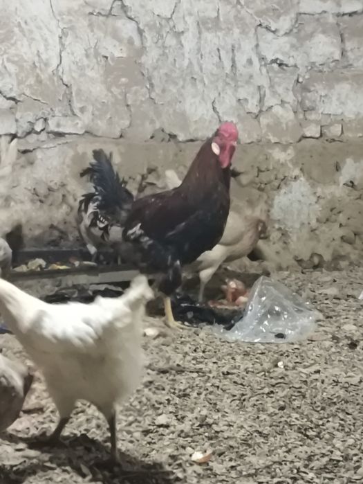 Хорозлар сотилади бор 4дона