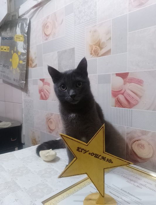 Отдам кота в хорошии руки