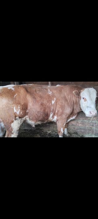 Продам быков ...