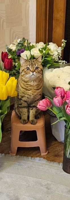 Пропал кот! Помогите найти!
