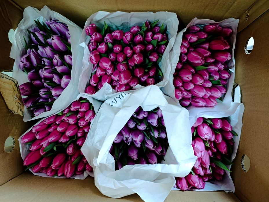Тюльпаны в розницу доставка самовывоз