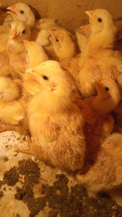 Продам бролерного цыплёнка росс 308