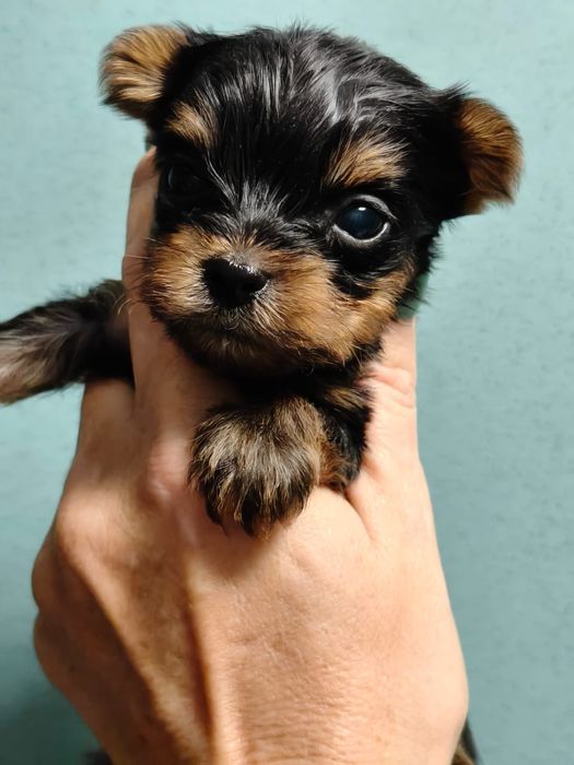 Очаровательные щенки йоркширского терьера.