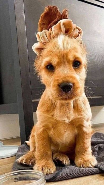 Собачка кокер спаниель Девочка 6 месяцев