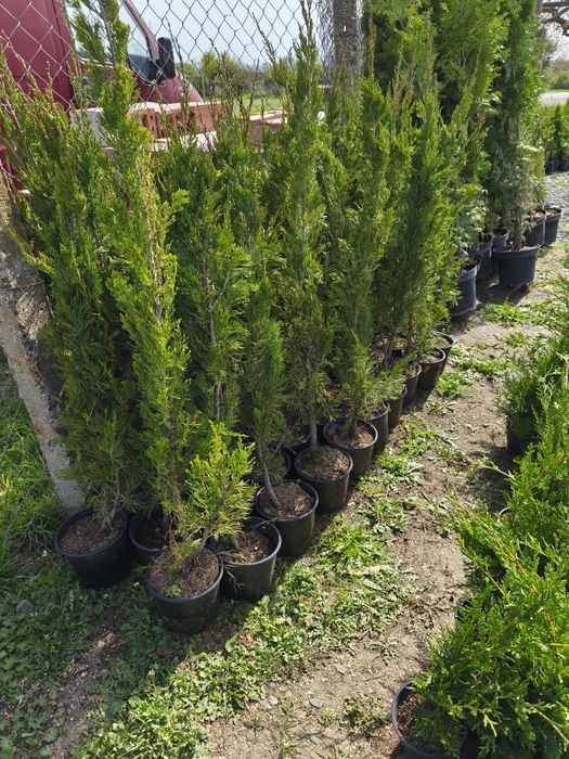 Китайска дървовидна хвойна спартан