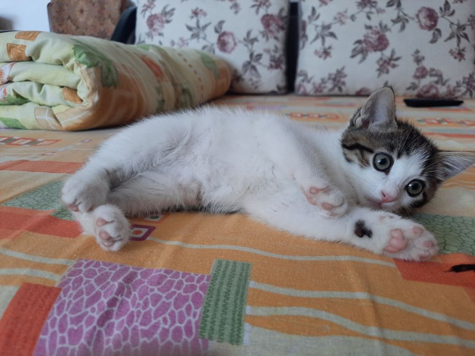 Pisica pentru adoptie