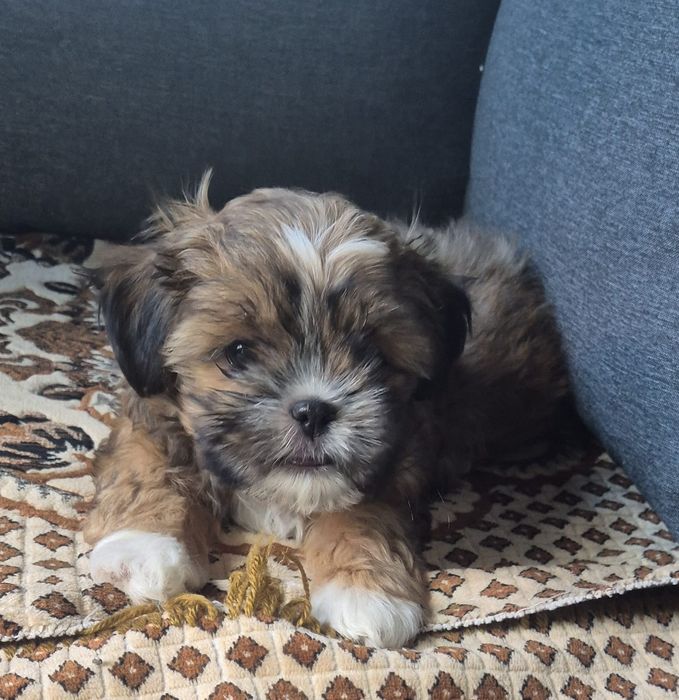 Vând cățel shih tzu