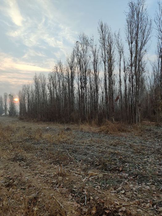 24 sotih yer sotiladi yangiyo'l tumani tumanida