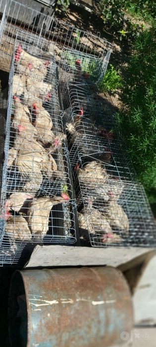 Продаётся кури в месте клеткой