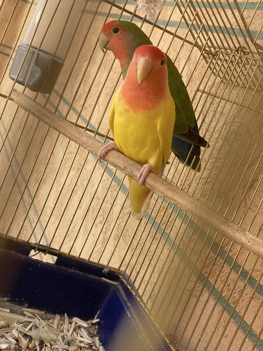 Попугай неразлучники