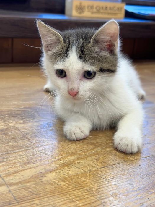 Котенок мальчик в дар