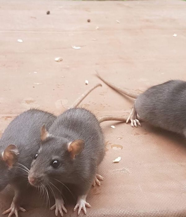 Крыски окраска разная