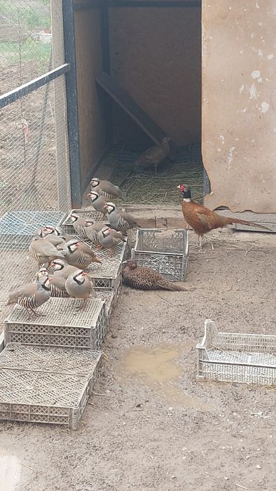 Кеклик горная куропатка