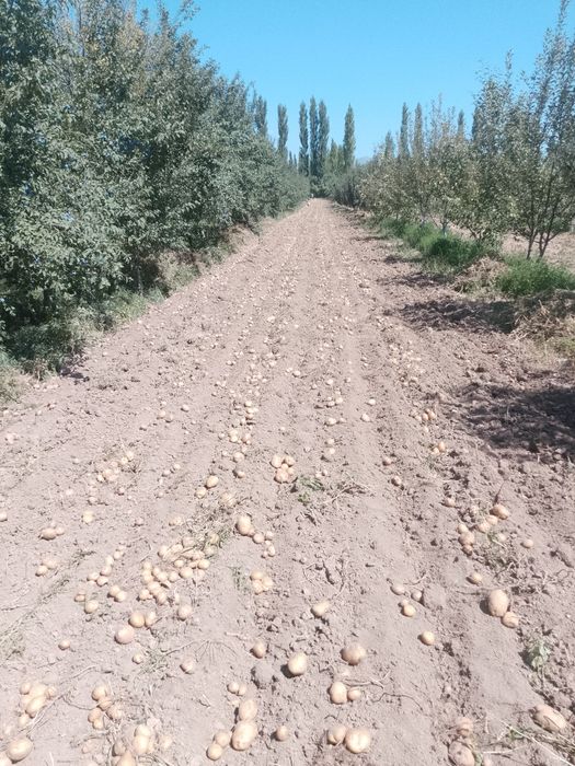 Салом Зубир 196  4х2 мотоблок сотилади