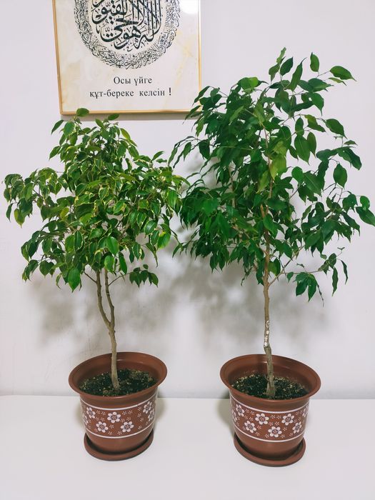 Фикус гүлдері сатылады