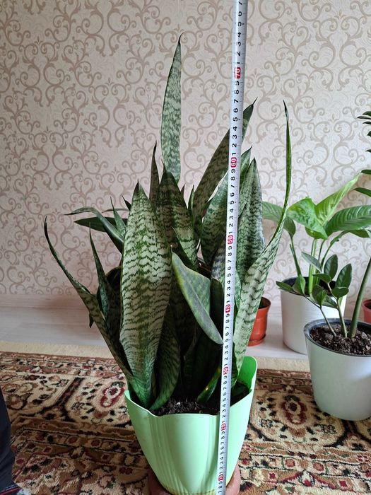 Домашный разные цветы