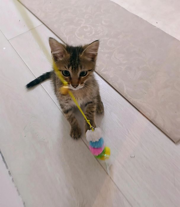 Шикарный котёнок