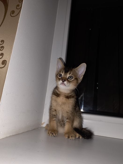 Абиссинский котенок