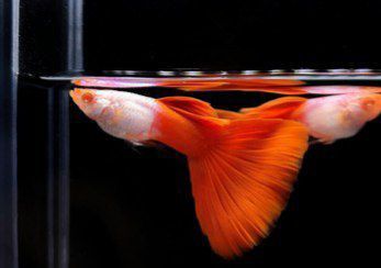 Albino silverado red tail guppy fish