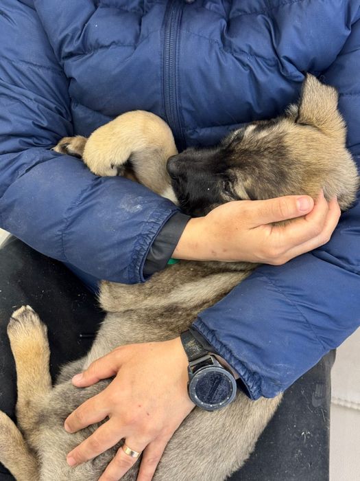 Щенки бесплатно