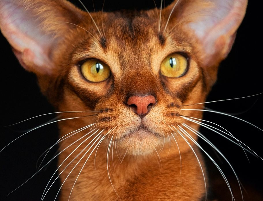 Продажа АБИССИНСКИЕ - kittens