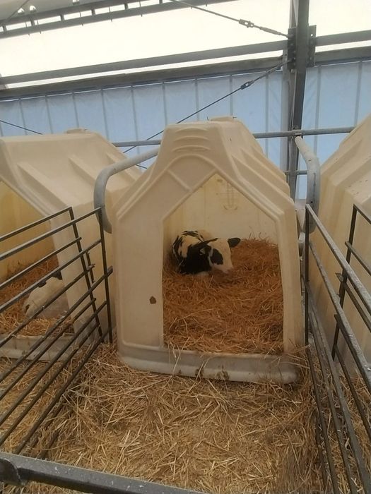 Продаются чистопородные бычки