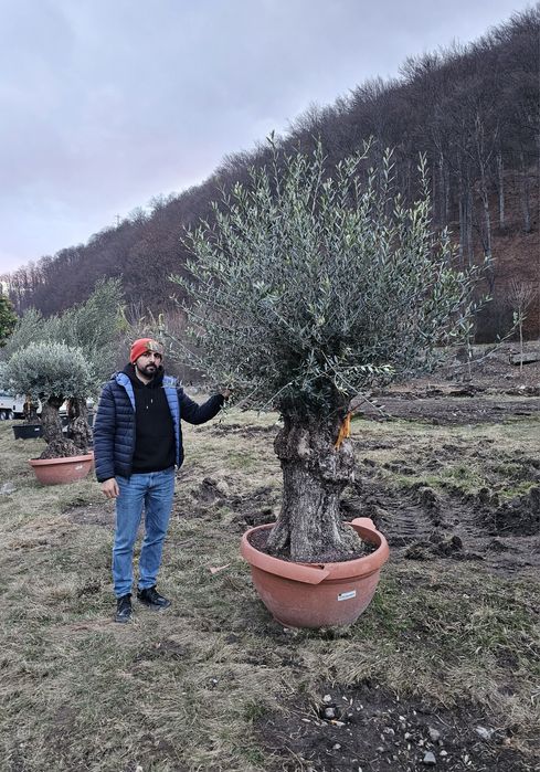 Maslin Olea Europaea