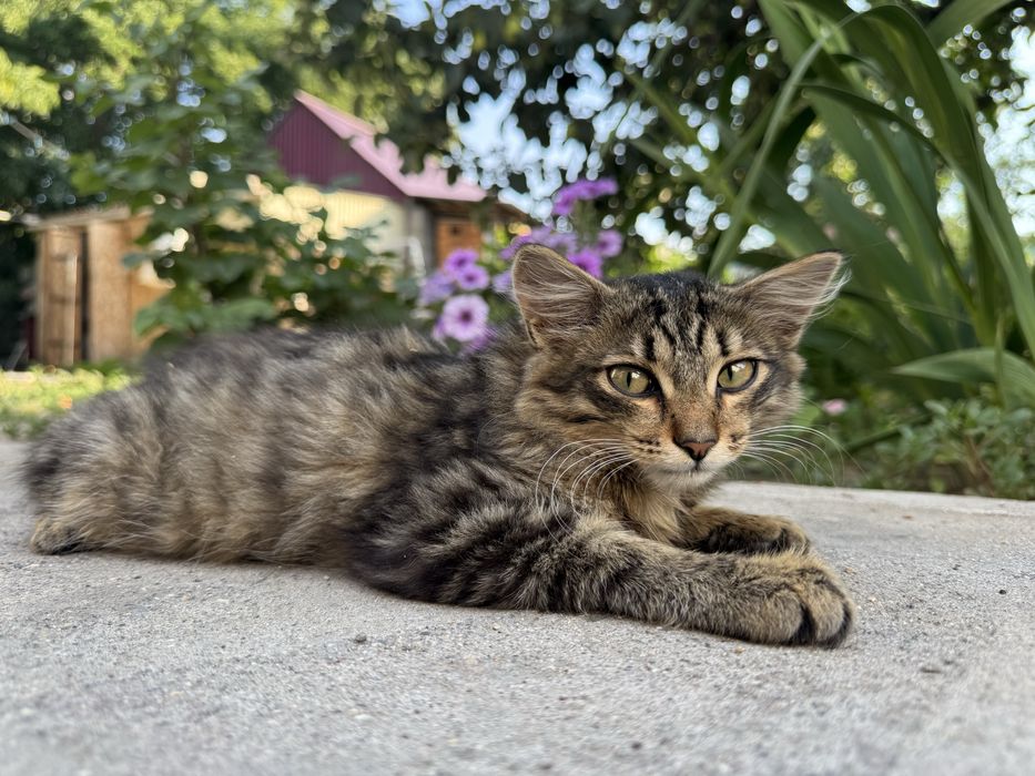 Котенок девочка