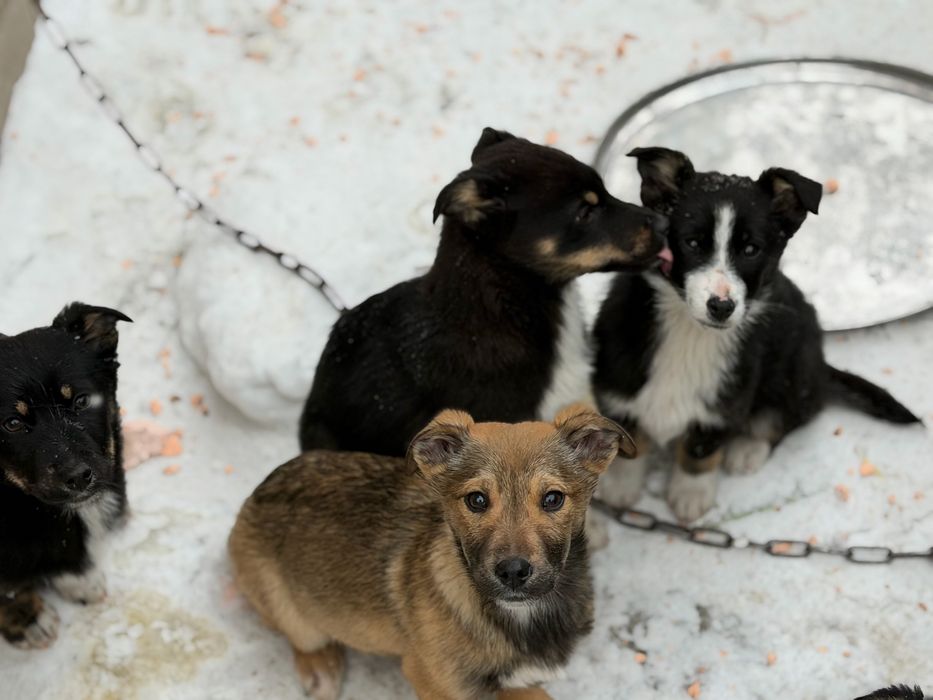 Отдам щенят в добрые руки