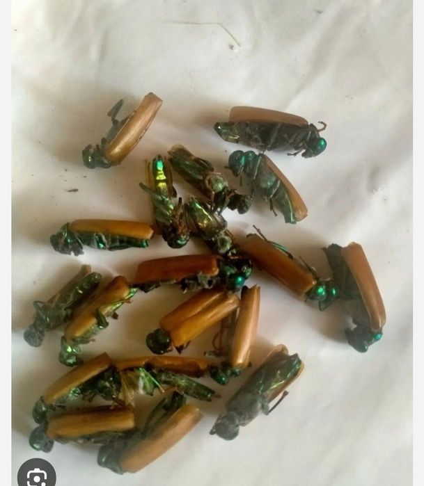 Алтын коныз жана