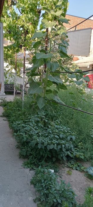 Участок с домом в шикарном месте