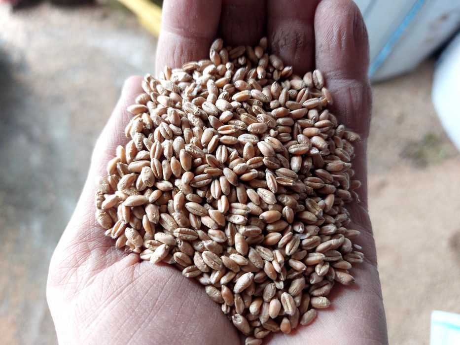 Grâu de vanzare 1,1 ron/kg