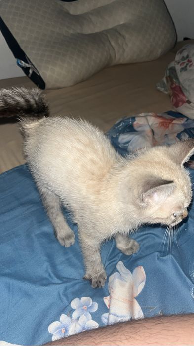 Tabby point cat Тайской породы